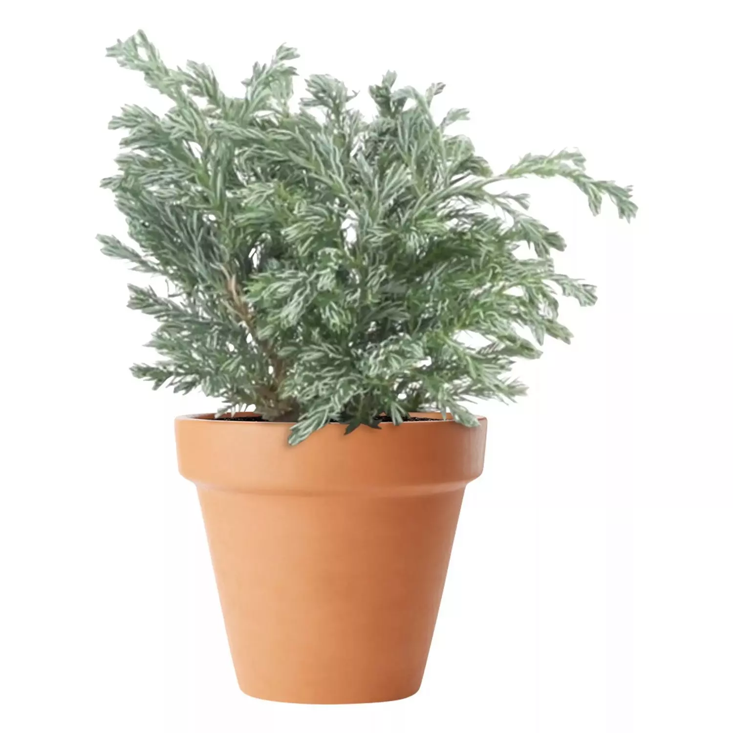 Chamaecyparis Boulevard - Squarrosa 9 cm