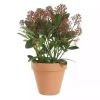 Skimmia Japonica 15 cm