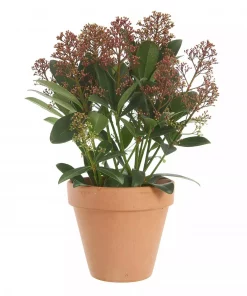 Skimmia Japonica 15 cm