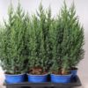 Juniperus Stricta - Kinaeiner 17 cm