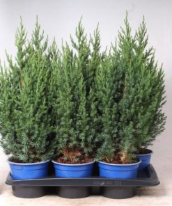 Juniperus Stricta - Kinaeiner 17 cm