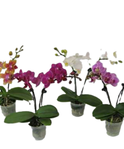 Phalaenopsis - Orkide mini