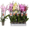 Phalaenopsis - Orkide 12 cm 4 grenet