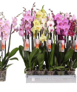 Phalaenopsis - Orkide 12 cm 4 grenet