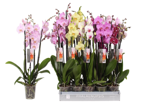 Phalaenopsis - Orkide 12 cm 4 grenet