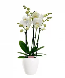 Phalaenopsis - Orkide 12 cm 4 grenet hvit