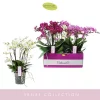 Phalaenopsis - Orkide 15 cm 3 grenet hvit