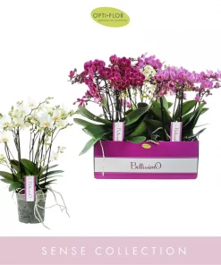 Phalaenopsis - Orkide 15 cm 3 grenet hvit