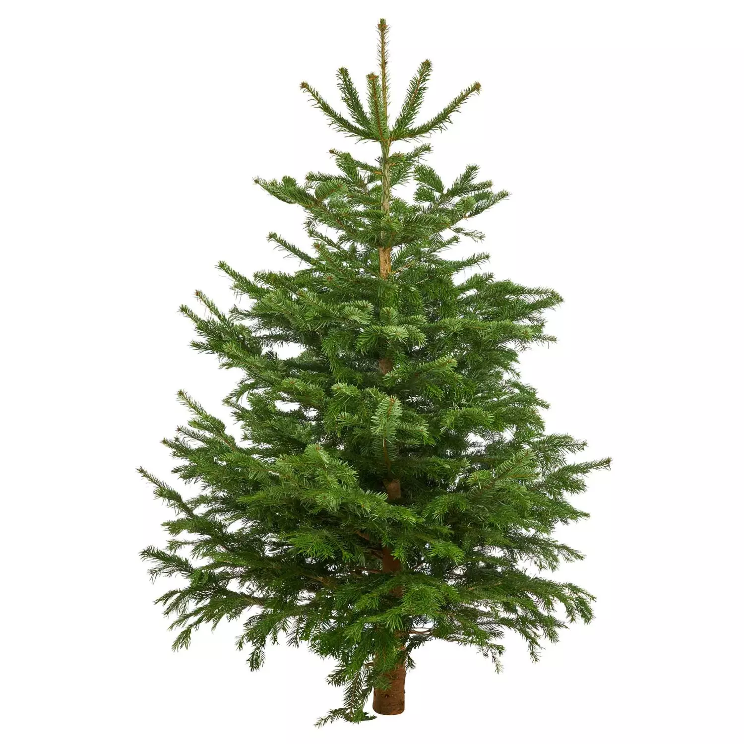 Juletre Edelgran 165-240 cm