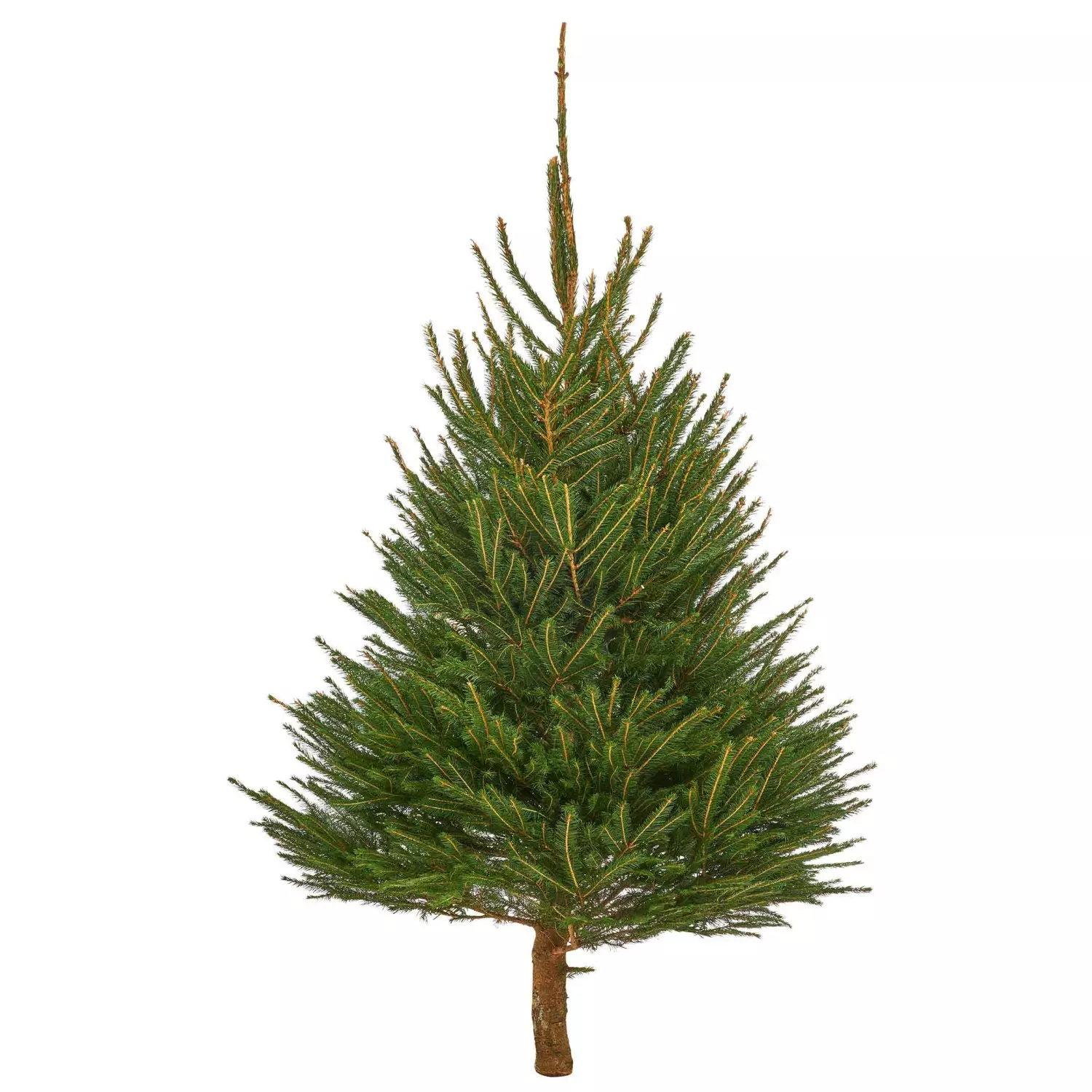 Juletre Rødgran 175-225 cm