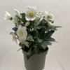 Helleborus - Julerose 17 cm