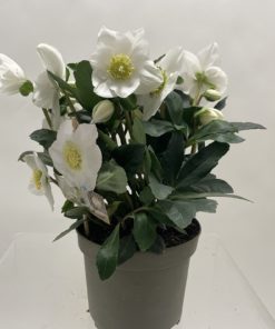 Helleborus - Julerose 17 cm