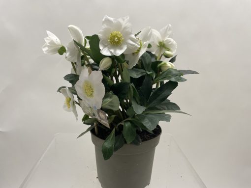 Helleborus - Julerose 17 cm