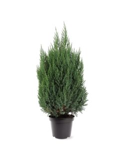 Juniperus Stricta - Kinaeiner 26 cm