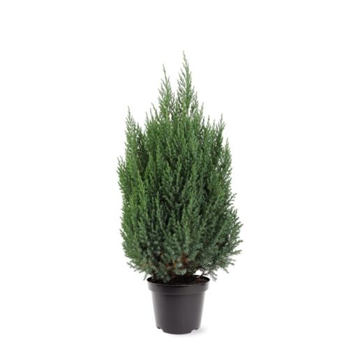 Juniperus Stricta - Kinaeiner 26 cm