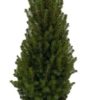 Picea Glauca - Keglegran Perfecta 21 cm