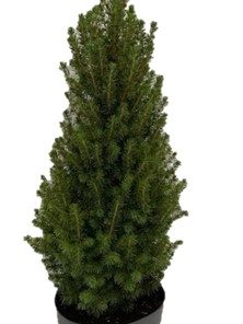 Picea Glauca - Keglegran Perfecta 21 cm