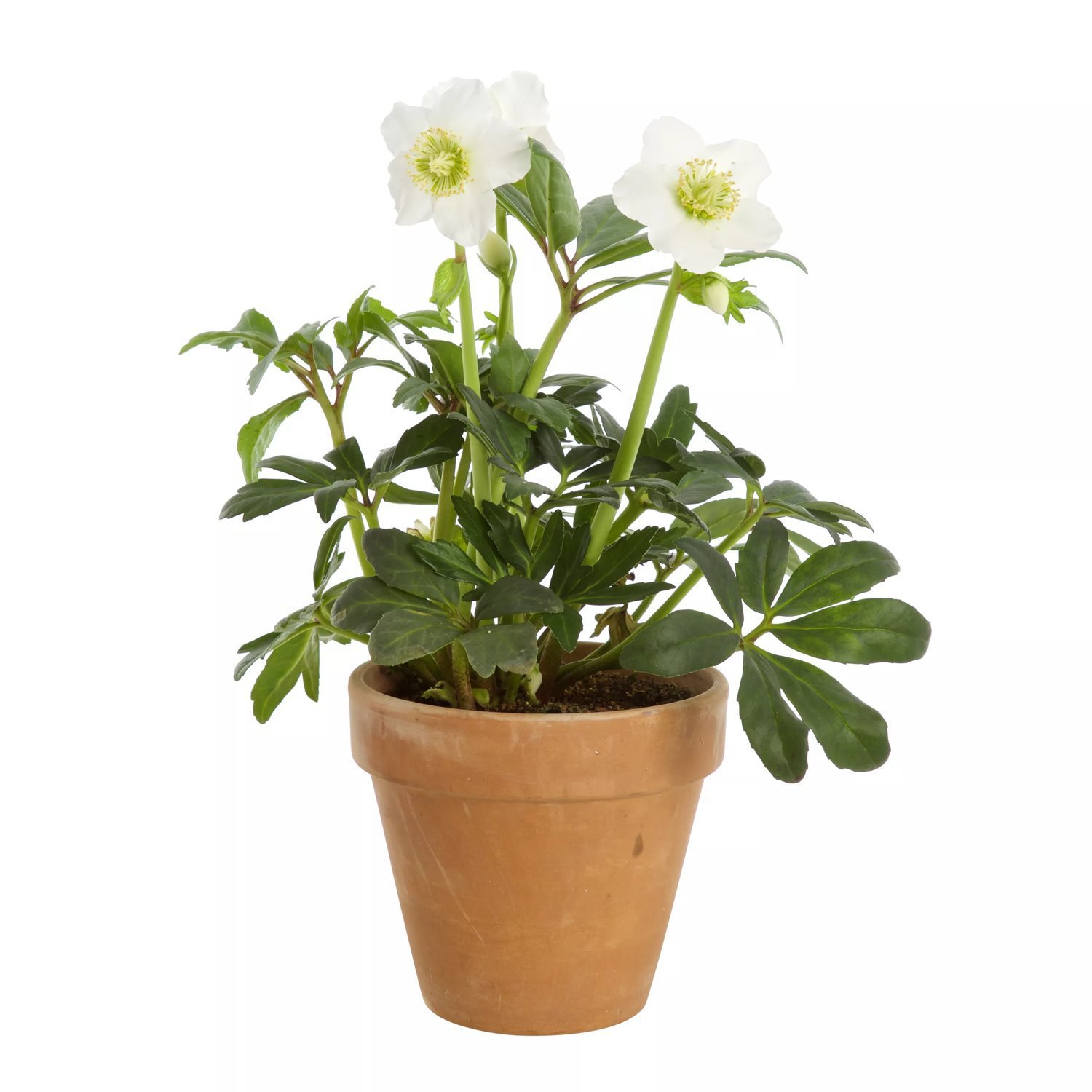 Helleborus - Julerose 12 cm