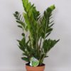 Zamioculcas Zamiifolia - Smaragdpalme 19 cm