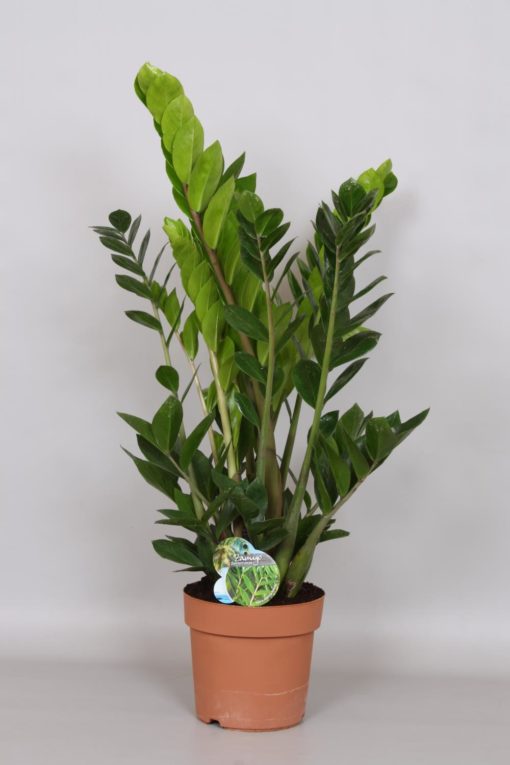 Zamioculcas Zamiifolia - Smaragdpalme 19 cm