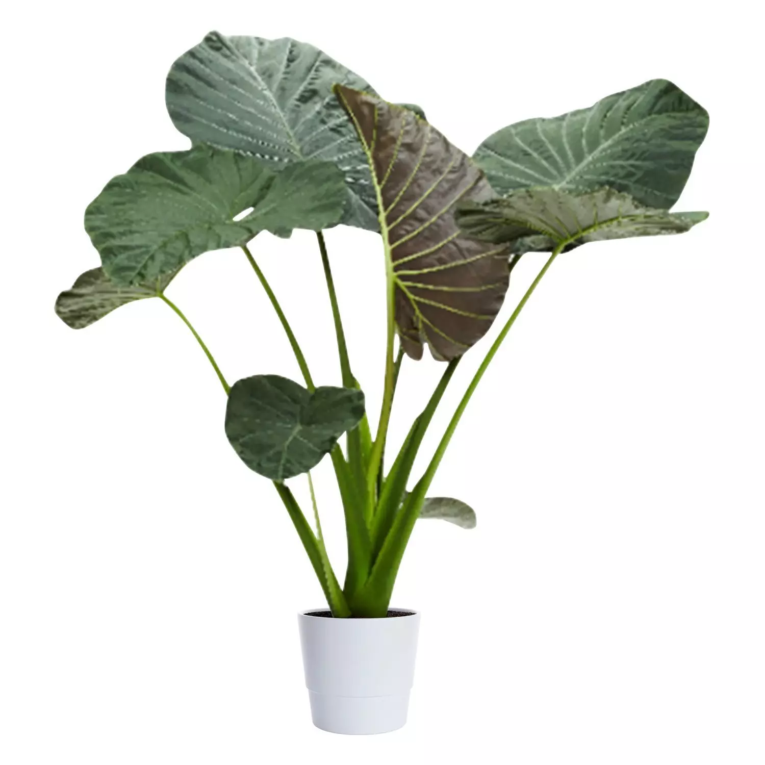 Alocasia - Elefantøre Regal Shield 19 cm