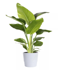 Strelitzia Nicolai - Paradisfuglblomst 17 cm