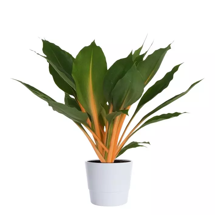 Chlorophytum - Grønnrenner Green Orange 12 cm