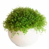 Soleirolia - Husfred 11 cm