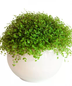 Soleirolia - Husfred 11 cm