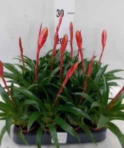 Vriesea - Gitterblad mini