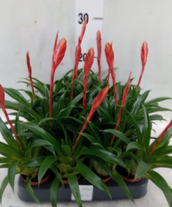 Vriesea - Gitterblad mini