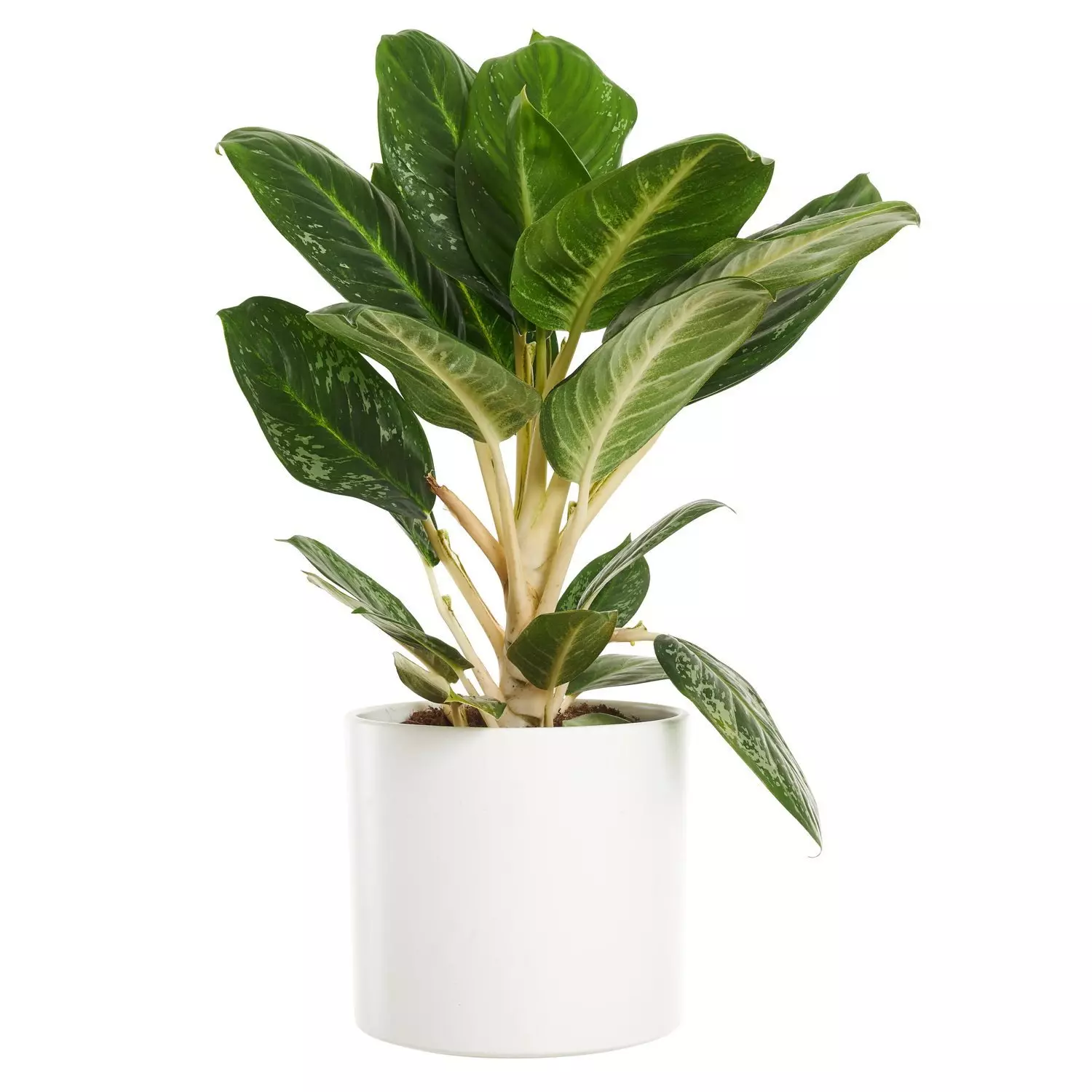 Aglaonema - Sjømannstrøst Spesial 19 cm