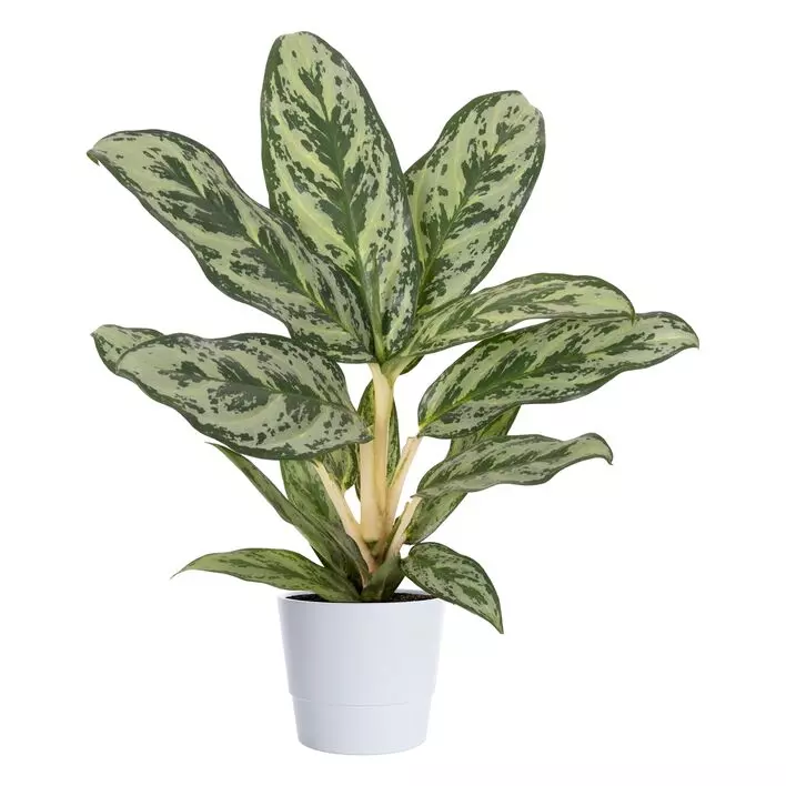 Aglaonema - Sjømannstrøst Spesial 12 cm