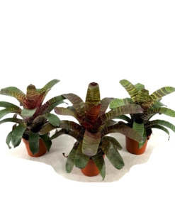 Vriesea - Gitterblad 15 cm