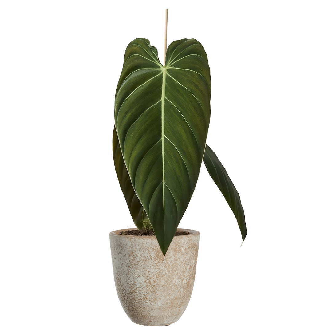 Philodendron melanochrysum 12 cm