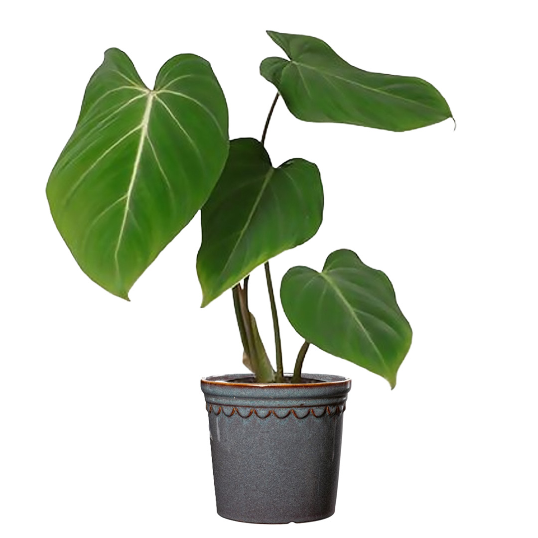 Philodendron Gloriosum 12 cm