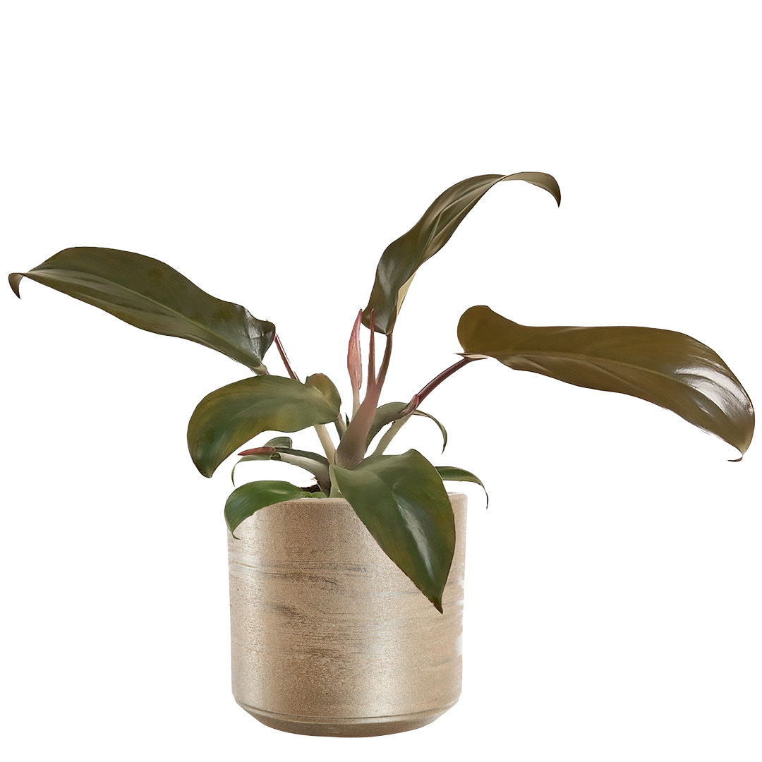 Philodendron Florida Bronze 12 cm