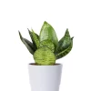 Sansevieria Trifasciata - Svigermorstunge 'Hahnii' 12 cm