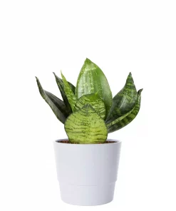 Sansevieria Trifasciata - Svigermorstunge 'Hahnii' 12 cm