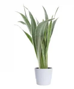 Sansevieria Trifasciata - Svigermorstunge Aubrytniana 14 cm