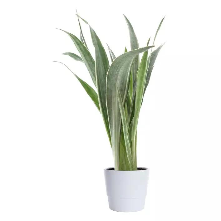 Sansevieria Trifasciata - Svigermorstunge Aubrytniana 14 cm