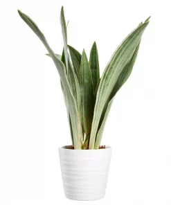 Sansevieria Trifasciata - Svigermorstunge Aubrytniana Marlowe 14 cm