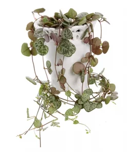 Ceropegia Woodii - Hjerteranke 12 cm