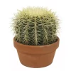 Echinocactus grusonii - Gullkulekaktus 17 cm