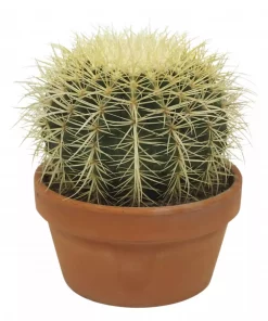 Echinocactus grusonii - Gullkulekaktus 17 cm