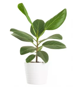 Ficus Benghalensis - Poppelfiken 12 cm