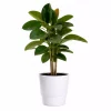 Ficus Robusta - Gummifiken 27 cm 2 pl.