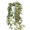 Hoya - Porselensplante Carnosa 15 cm ampel