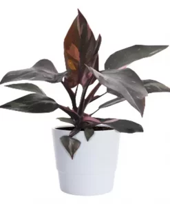 Philodendron 'Pink Princess' 12 cm