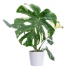 Monstera - Vindusblad 'Thai Constellation' 15 cm